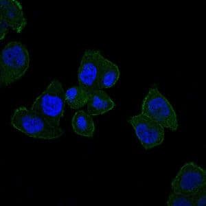 HFE Antibody (clone 3F1)
