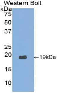 RNASE3 Antibody (aa30-154, Cy3)