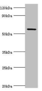 Polyclonal Rabbit anti-Human GRB7 Antibody (aa233-532, IHC, WB)