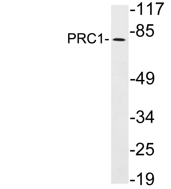 PRC1 Antibody (aa432-481)
