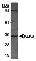 Polyclonal Rabbit anti-Human KLK6 / Kallikrein 6 Antibody (WB)