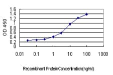 CCNB1 / Cyclin B1 Antibody (clone 1C8)