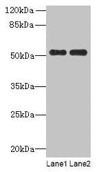 PAH Antibody