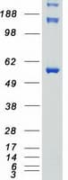 Human STK3 Protein (Recombinant Myc-DDK (Flag))