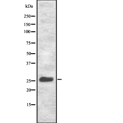 TSPAN9 Antibody
