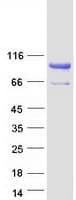 Human NUTM2G / FAM22G Protein (Recombinant Myc-DDK (Flag))