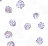 IHC-plus™ MARCH8 Antibody