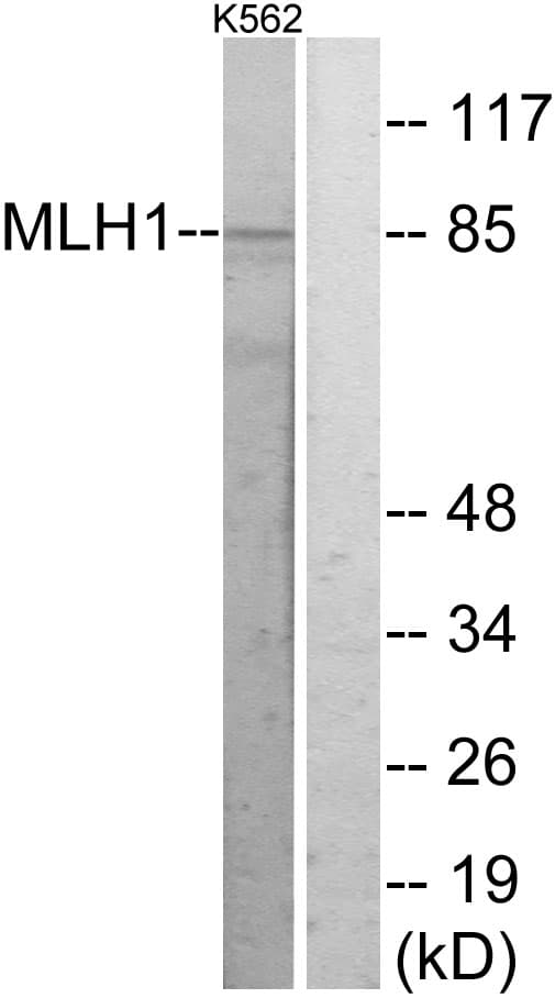 MLH1 Antibody (aa441-490)
