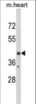 EGR3 Antibody (aa214-241)