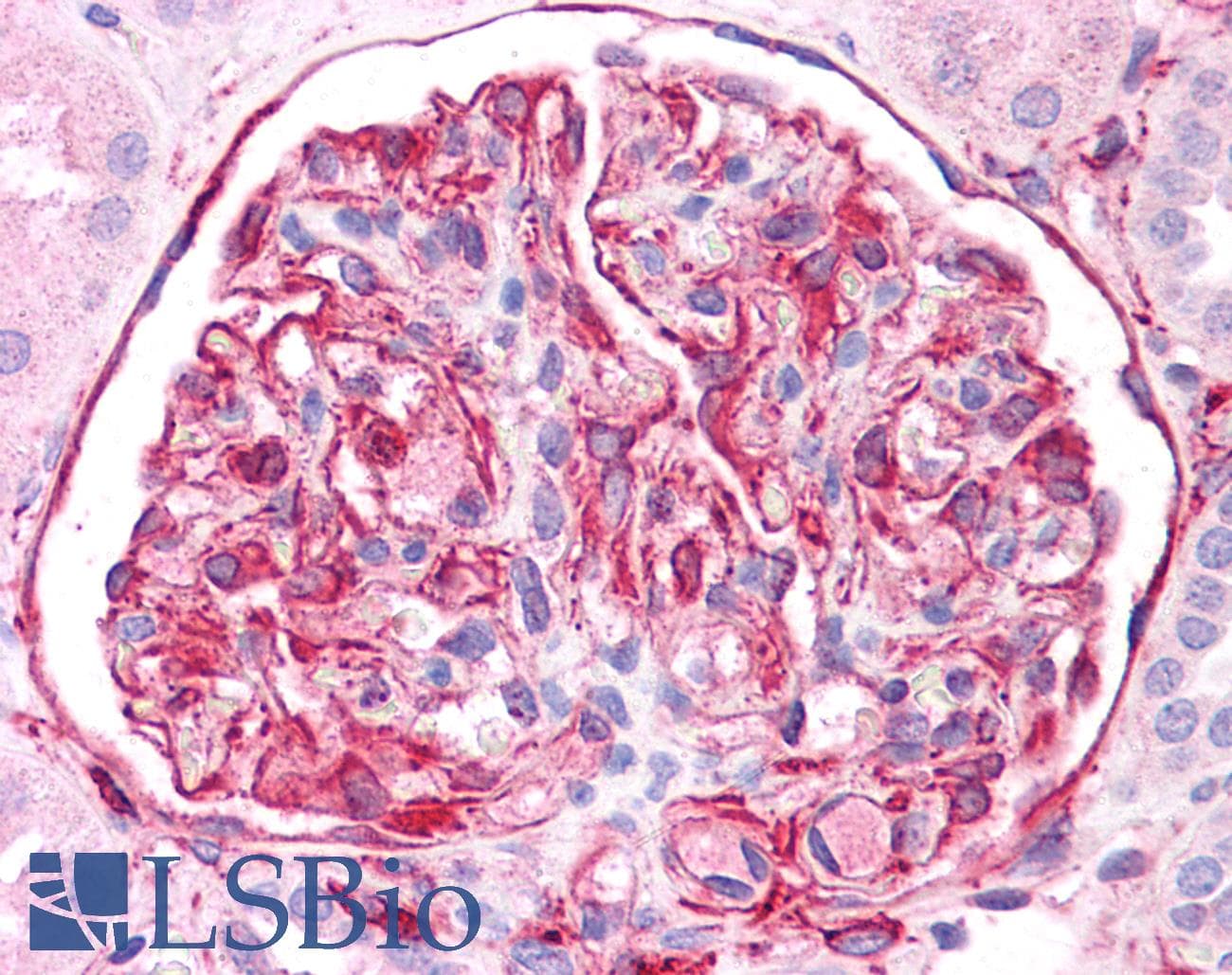 PathPlus™ Vimentin Antibody (C-Terminus)