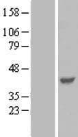 PARVG Protein (Over-Expression Lysate Myc-DDK (Flag))