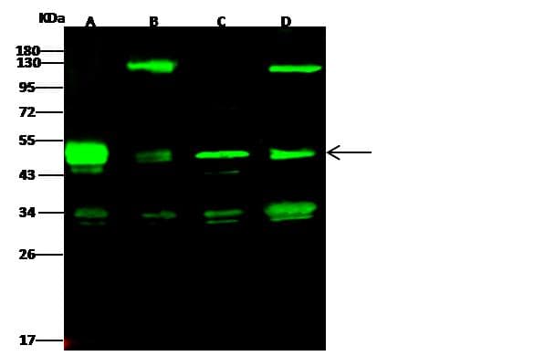 PRKAR1A Antibody (Preservative Free)