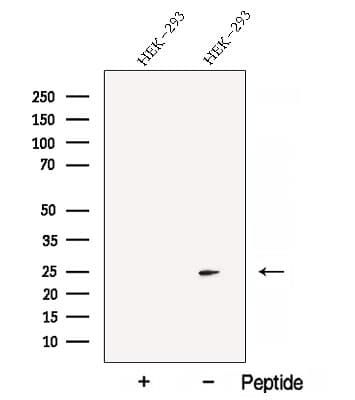 BMF Antibody