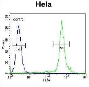 PathPlus™ NKX2-1 / Thyroid-Specific TF Antibody (aa1-30)