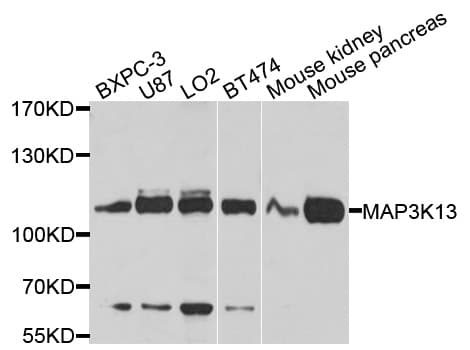 MAP3K13 / LZK Antibody