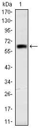 OTX2 Antibody (clone 1H12C4B5)
