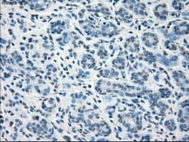 CD32A Antibody (clone OTI9G5)