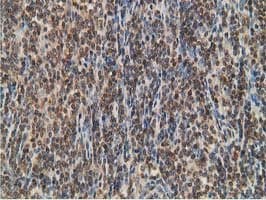Monoclonal Mouse anti-Human STAT5A Antibody (clone 4.00E+07, Carrier-free, IHC, IF, WB)