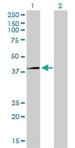 RFC4 Antibody (clone 1C12)