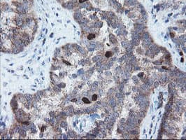 XTP4 / C17orf37 Antibody (clone OTI2D5)