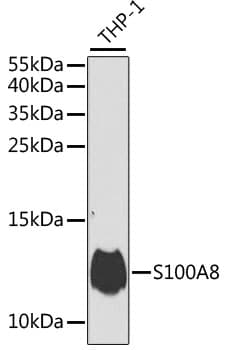 S100A8 / MRP8 Antibody