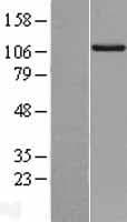 DSTYK / RIPK5 Protein (Over-Expression Lysate Myc-DDK (Flag))