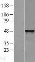 RCC1 Protein (Over-Expression Lysate Myc-DDK (Flag))