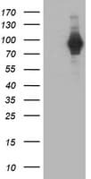 PDE4B Antibody (clone OTI2B10)