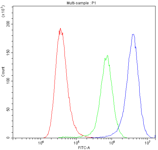 SYT1 / Synaptotagmin Antibody