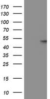 GBA3 / CBG Antibody (aa1-150, clone OTI5G5, Carrier-free)