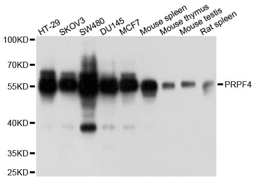 PRPF4 Antibody