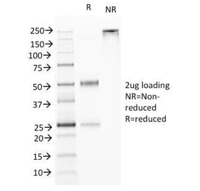 TNFSF15 / TL1A / VEGI Antibody (clone VEGI/1283, Azide-free, BSA-free)