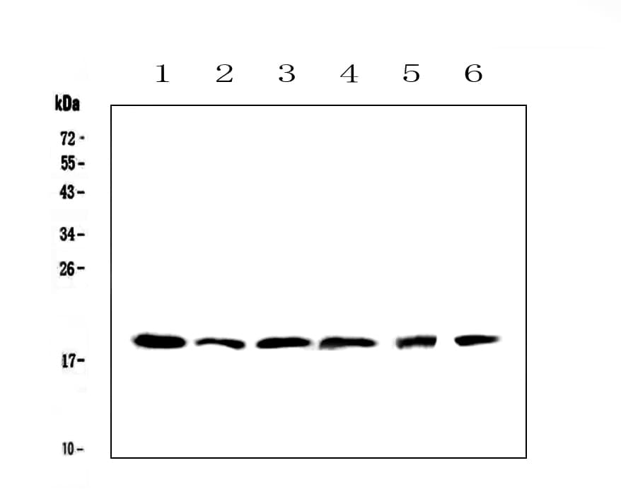 IL-10 Antibody