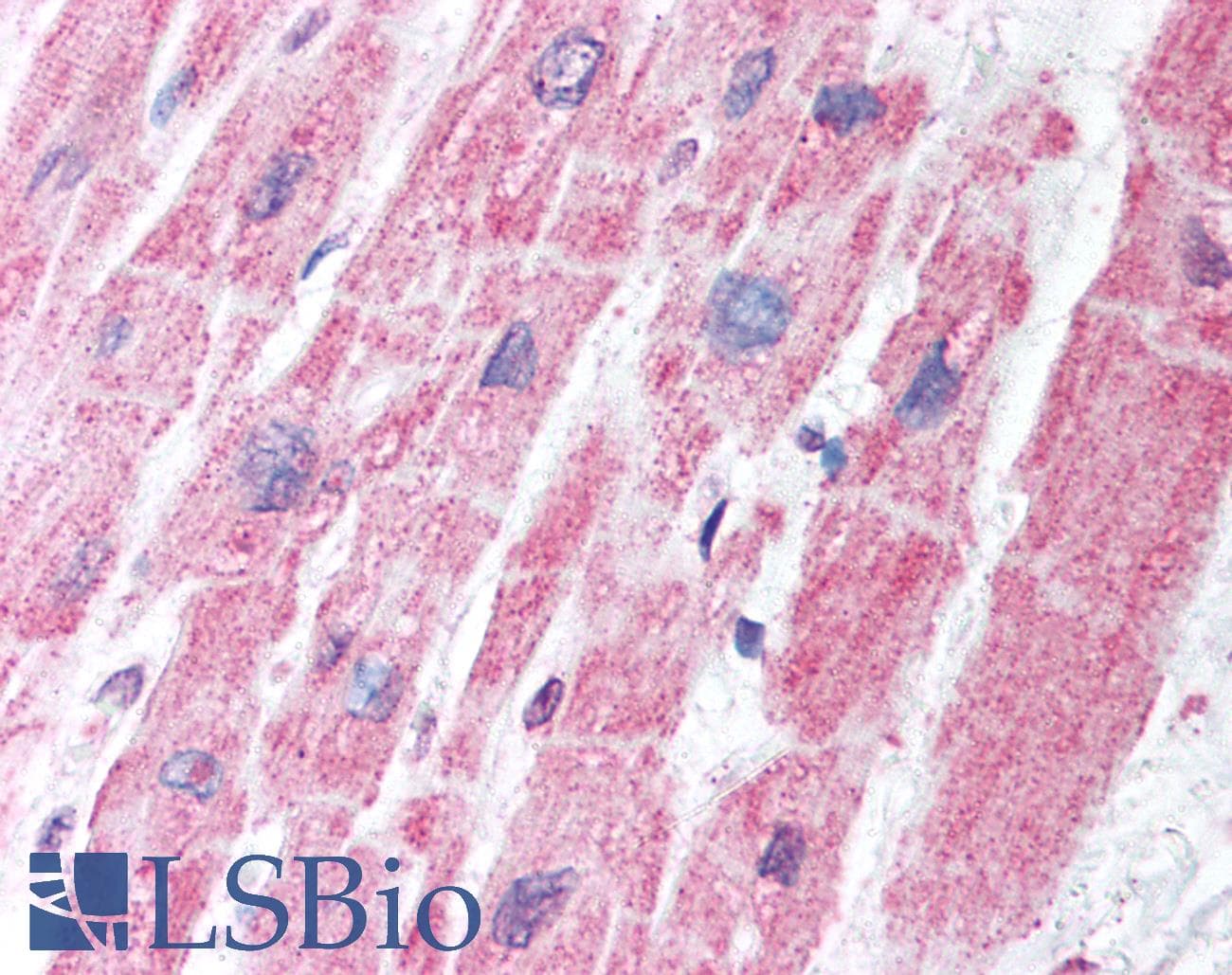 IHC-plus™ MDH1 Antibody