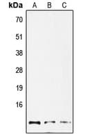 GNG12 Antibody (aa30-69)