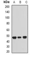 IHC-plus™ PAICS / ADE2 Antibody