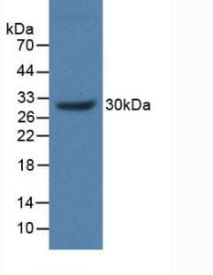 MUC17 Antibody (aa3773-3998)