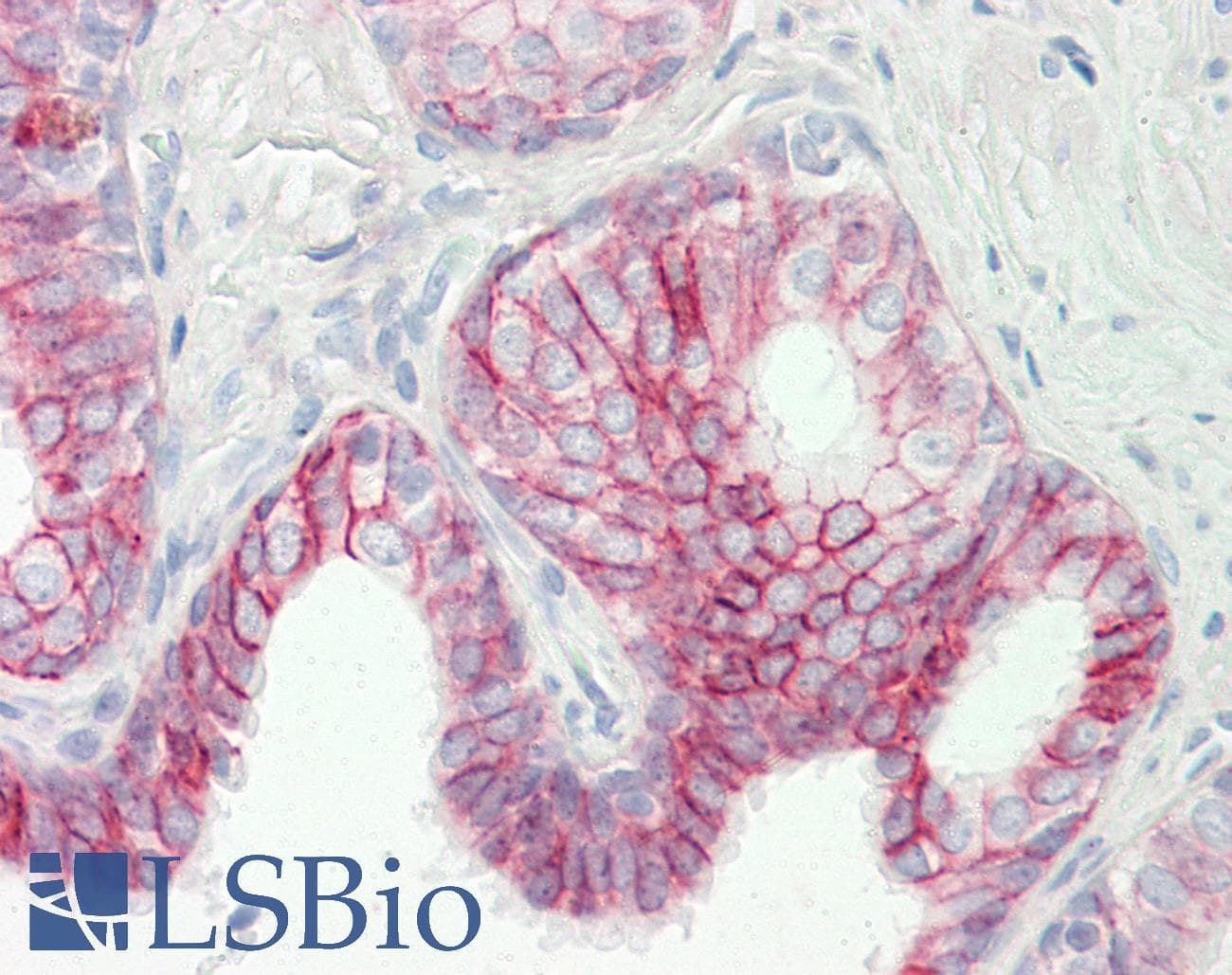 IHC-plus™ FST / Follistatin Antibody (aa312-340)
