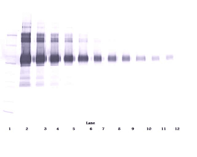 VCAM1 / CD106 Antibody