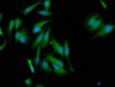 NLRC5 / NOD4 Antibody