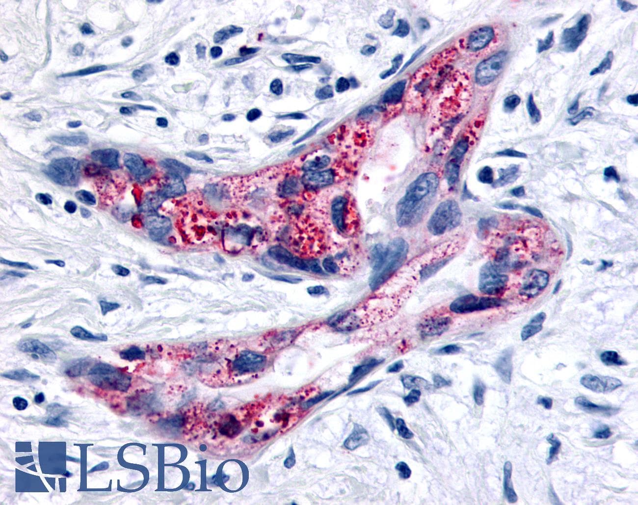 PathPlus™ GPR35 Antibody (C-Terminus)