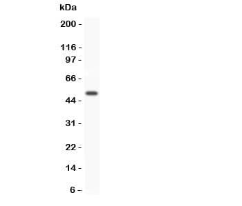 Polyclonal Rabbit anti-Human GFRA1 / GFR Alpha Antibody (aa25-227, IHC, WB)
