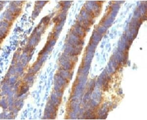 MUC3A Antibody (Tandem Repeat, clone MUCN3-1)