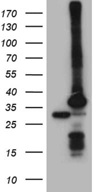 PSMA7 Antibody (clone OTI1G1, Carrier-free)