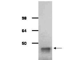 Polyclonal Goat anti-Rabbit ALDOA / Aldolase A Antibody (WB)