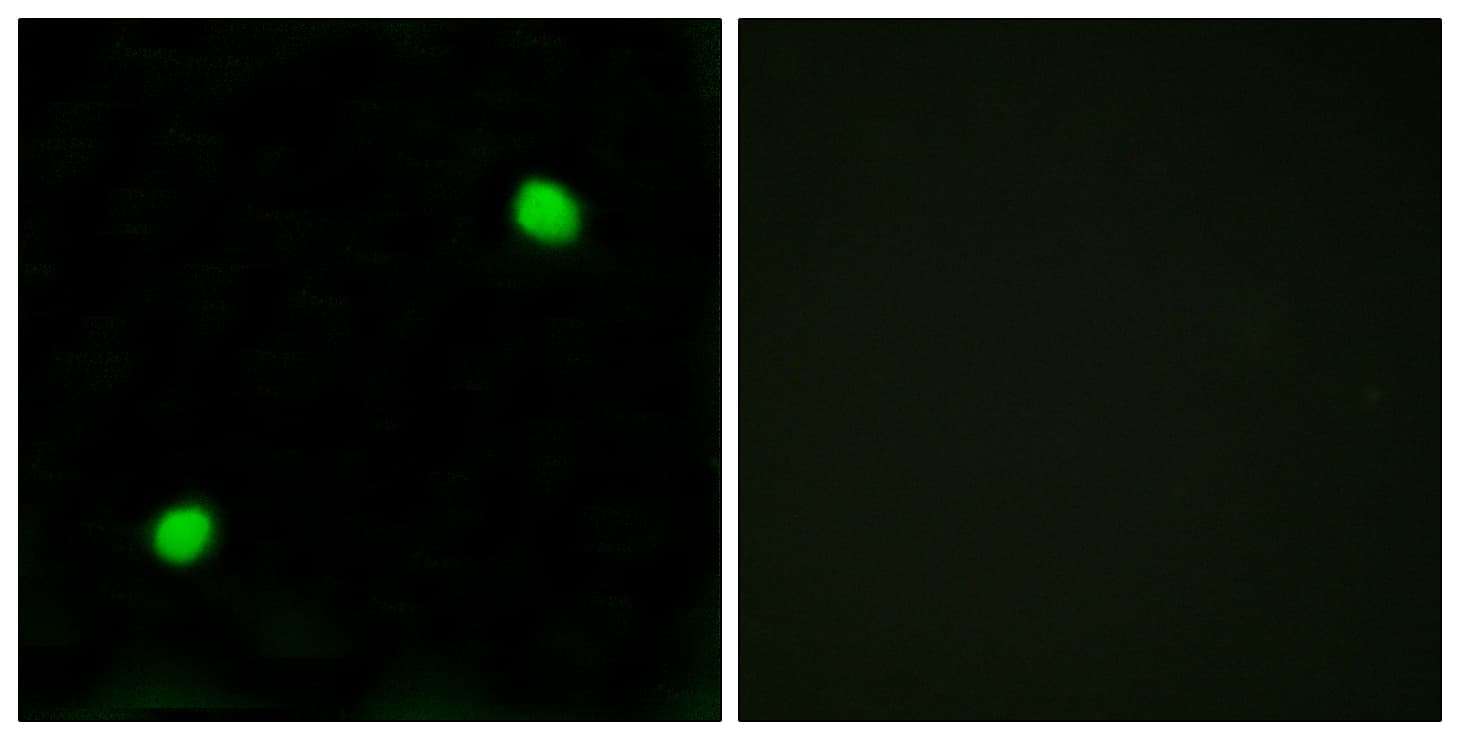 H2AFX / H2AX Antibody (aa94-143)