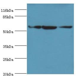 ATL3 Antibody (Biotin)