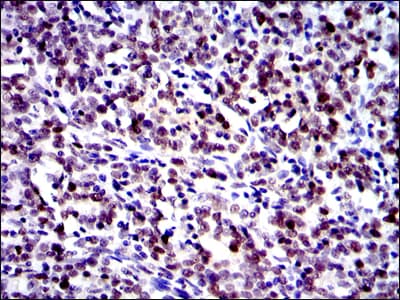 Monoclonal Mouse anti-Human JUN / c-Jun Antibody (clone 4H9, IHC, IF, WB)