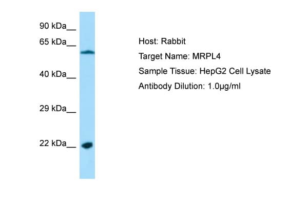 Polyclonal Rabbit anti-Human MRPL4 / MRP-L4 Antibody (aa111-160, WB)