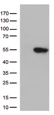 GNAL Antibody (aa1-120, clone OTI1C11)